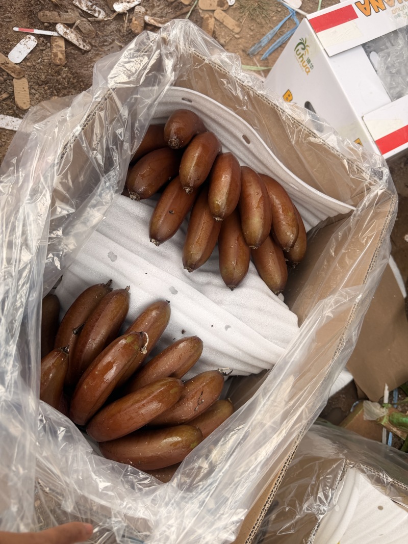 海南精品皇帝蕉，红香蕉，产地全国直发质量保证货源充足
