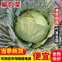 【诚信为本】优质扁包菜大量供应物美价廉量大从优