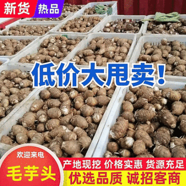 【芋头8520/毛芋头】规格齐全/常年供应/可全国发货