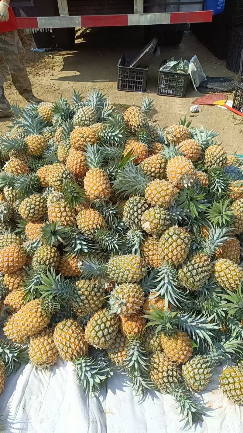云南菠萝香水菠萝产地一手货源，规格齐全，量大从优视频看货