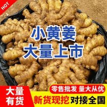 【山东小黄姜】常年有货/代发代收代存/坏烂包赔/全国发货