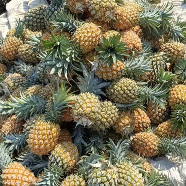 河口菠萝香水菠萝大量现货，保质保量，大吨位供应，欢迎电联