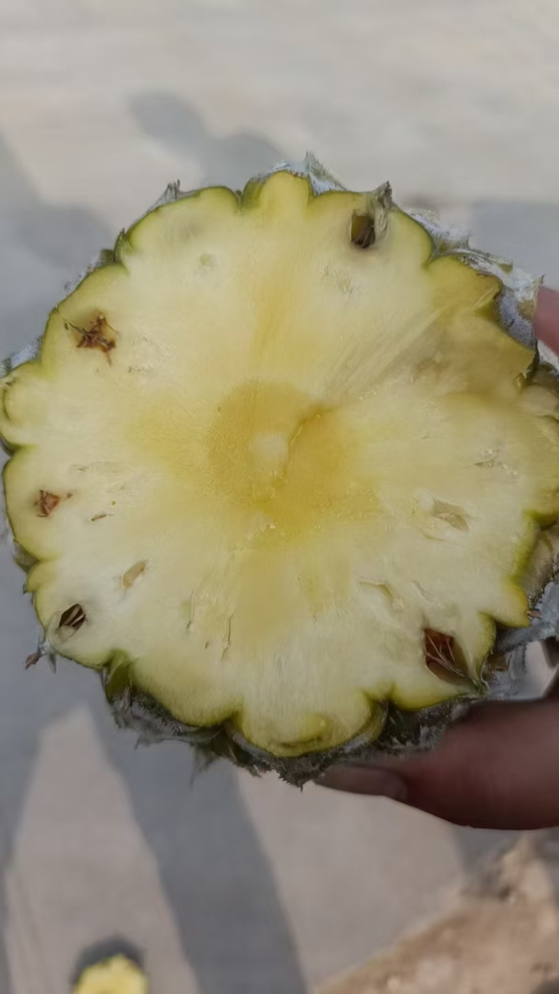 河口菠萝香水菠萝大量现货，保质保量，大吨位供应，欢迎电联