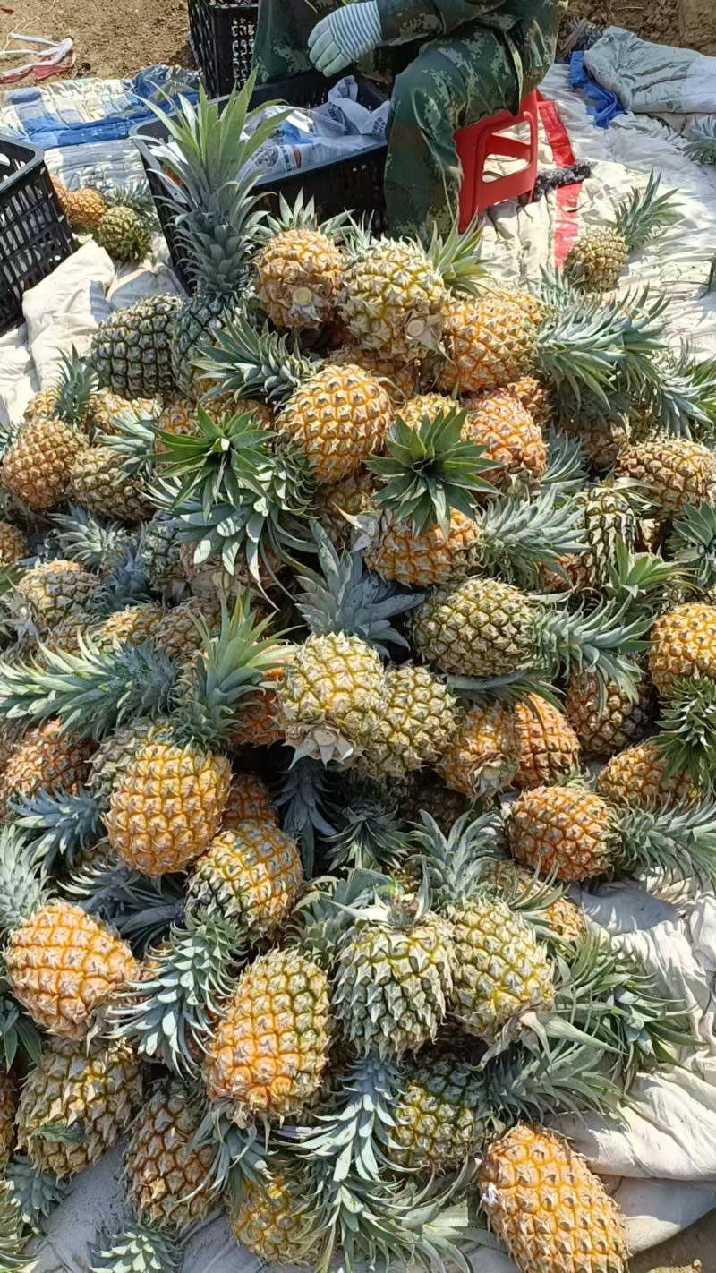 河口菠萝香水菠萝大量现货，保质保量，大吨位供应，欢迎电联