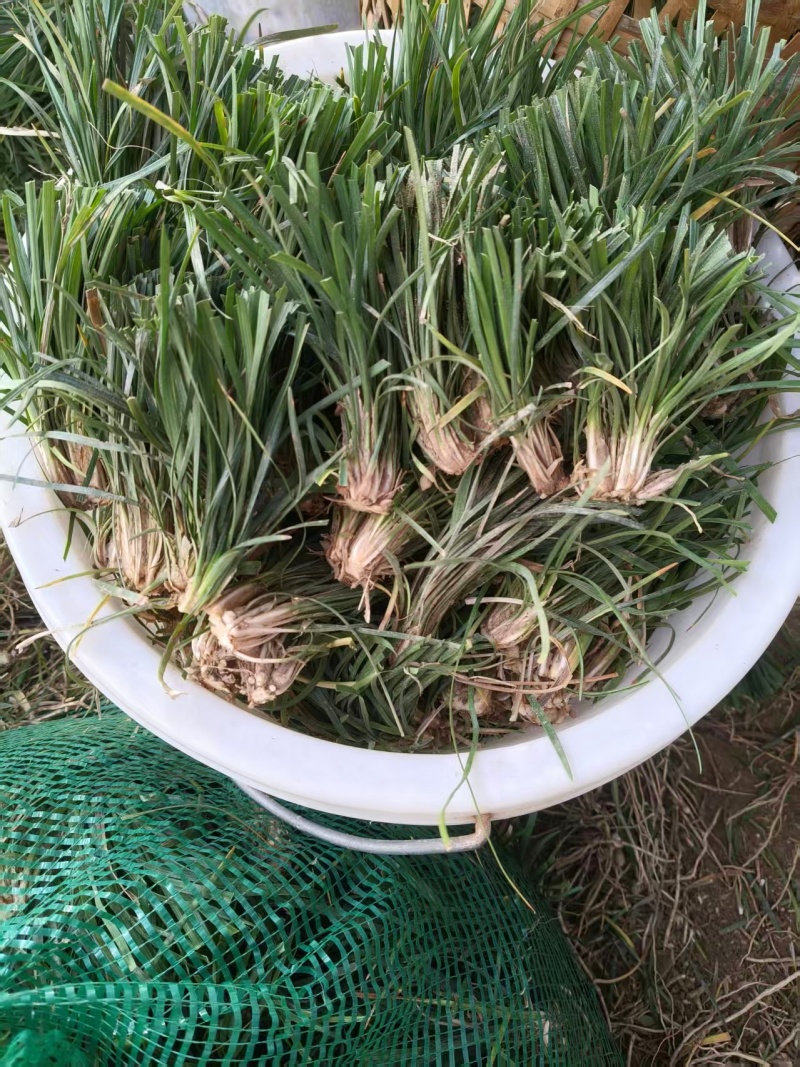 麦冬种苗基地供货成活率高科技树指导全国发货