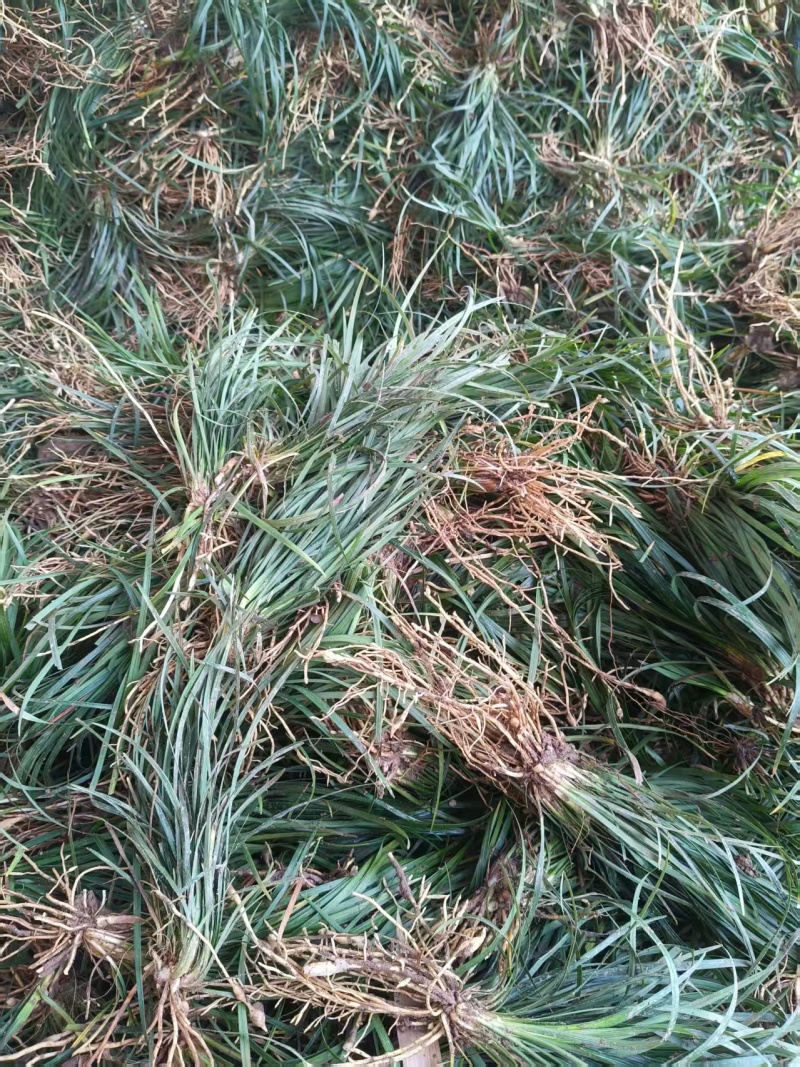 15-20cm麦冬苗产地直供成活率高可视频看货