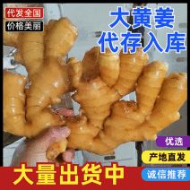 （精）山东大黄姜/水洗姜/风干姜产地直供/全国发货
