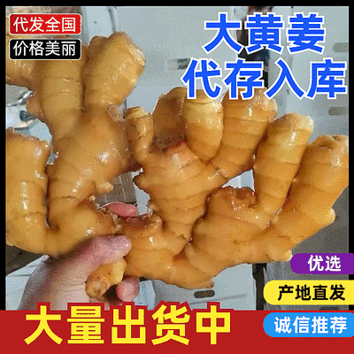 山东大黄姜/产地批发【风干姜/水洗姜/沙土姜】可全国发货