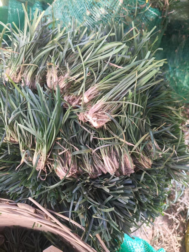 麦冬种苗基地供货成活率高科技树指导全国发货