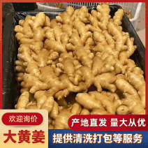 山东生姜大黄姜/产地常年批发【水洗姜/风干姜/沙土姜】