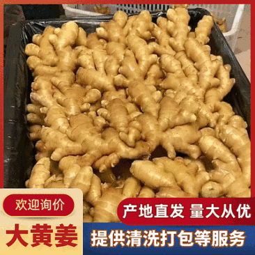 （精）山东大黄姜/水洗姜/风干姜/产地直供/可全国发货