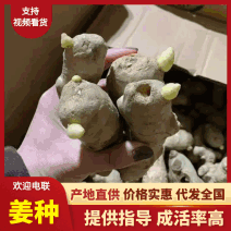 -生姜种子/保质保量/专业种植/上门指导（种植包回收）
