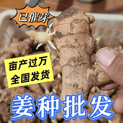生姜种子/姜种批发【大/二黄姜种/山农一号/368高产】