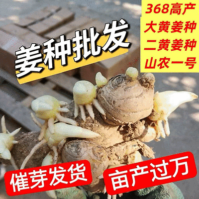 姜种批发【已催芽/即买即种】大/二黄姜种/山农一号姜种