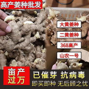 急售!生姜种子批发/已催芽即买即种【大/二黄姜种/山农】