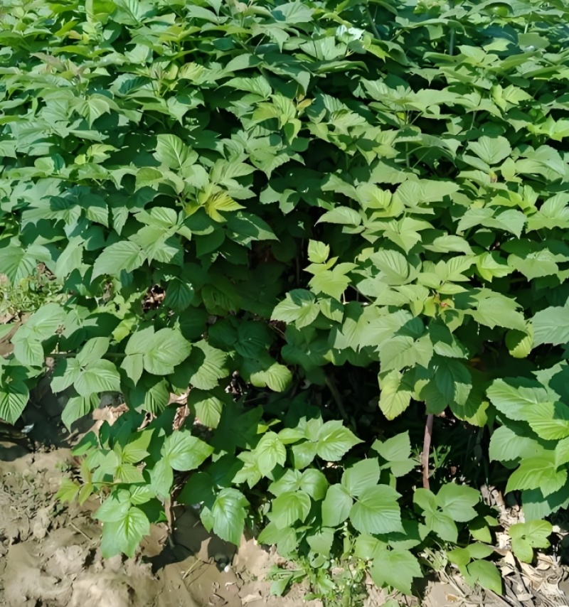 丰满红树莓苗双季大果型红树莓苗果期长产量高