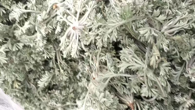 新鲜茵陈，产地发货，价格优，量大可沟通欢迎客商前来采购！