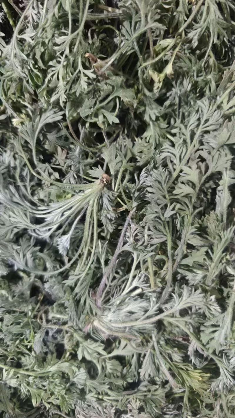新鲜茵陈，产地发货，价格优，量大可沟通欢迎客商前来采购！