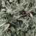 新鲜茵陈，产地发货，价格优，量大可沟通欢迎客商前来采购！