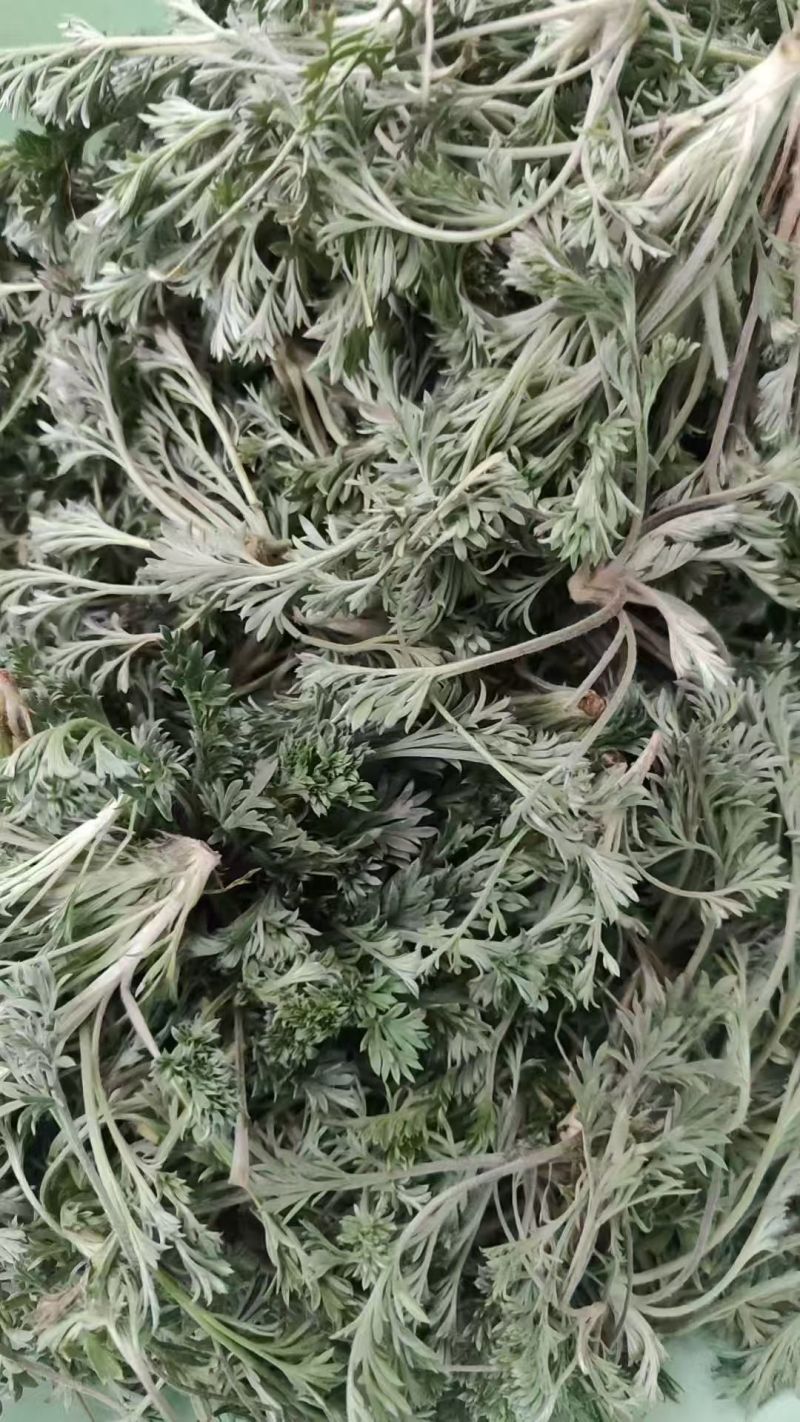 新鲜茵陈，产地发货，价格优，量大可沟通欢迎客商前来采购！