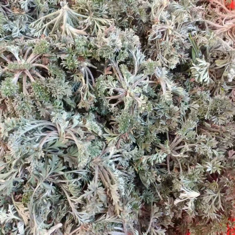新鲜茵陈，产地发货，价格优，量大可沟通欢迎客商前来采购！