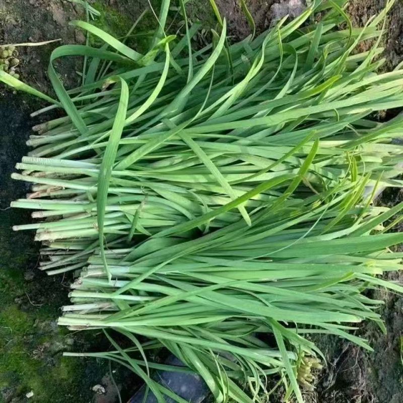 精品大叶韭菜农户自种新鲜采摘对接商超档口欢迎联系