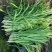 【推荐】特级大叶韭菜农户自家种植新鲜上市欢迎来电洽谈