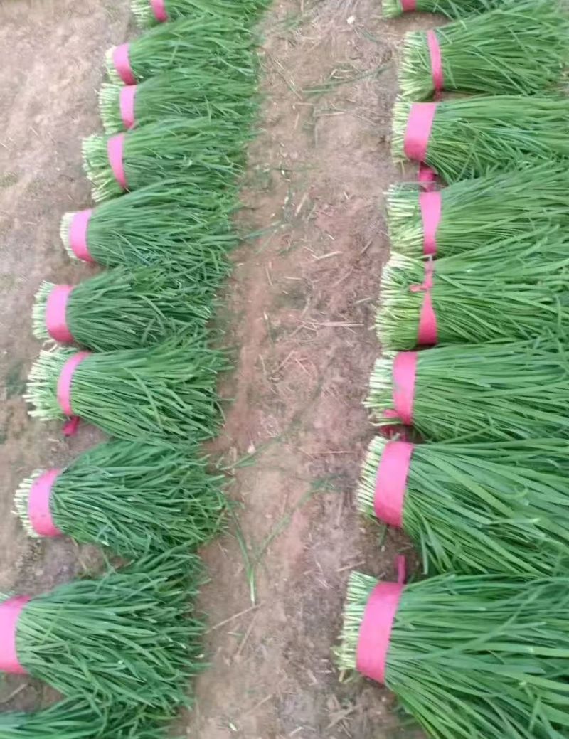 【推荐】特级大叶韭菜农户自家种植新鲜上市欢迎来电洽谈