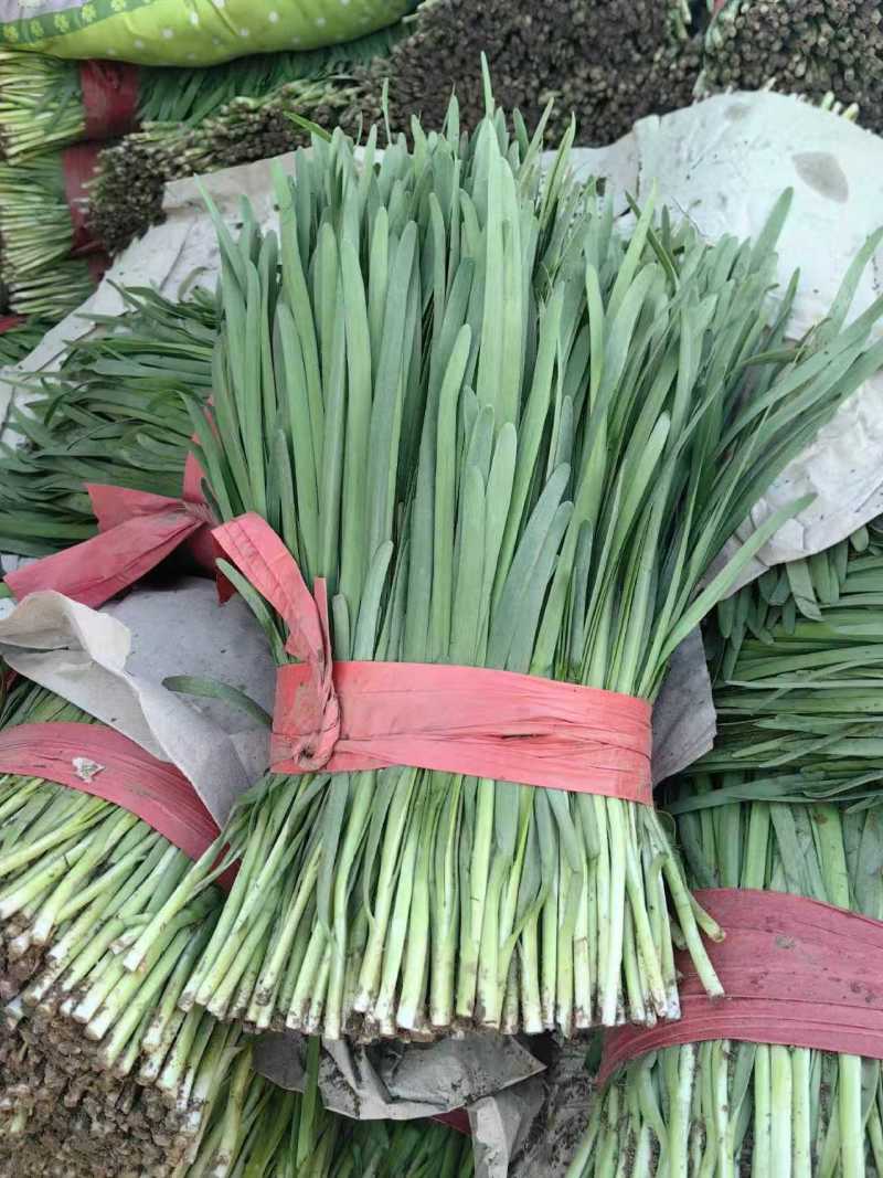 【推荐】特级大叶韭菜农户自家种植新鲜上市欢迎来电洽谈