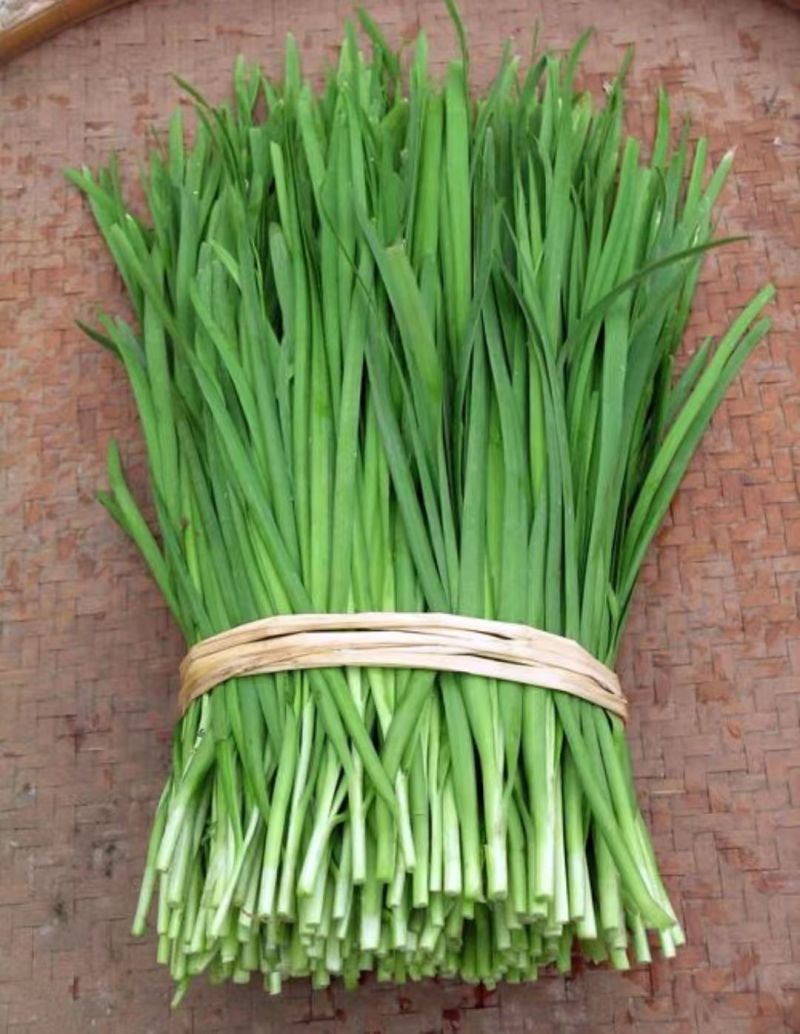 【推荐】特级大叶韭菜农户自家种植新鲜上市欢迎来电洽谈