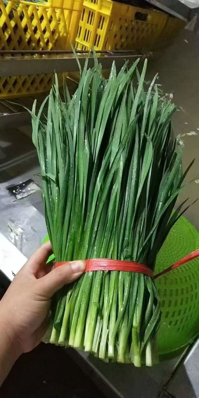 【推荐】特级大叶韭菜农户自家种植新鲜上市欢迎来电洽谈