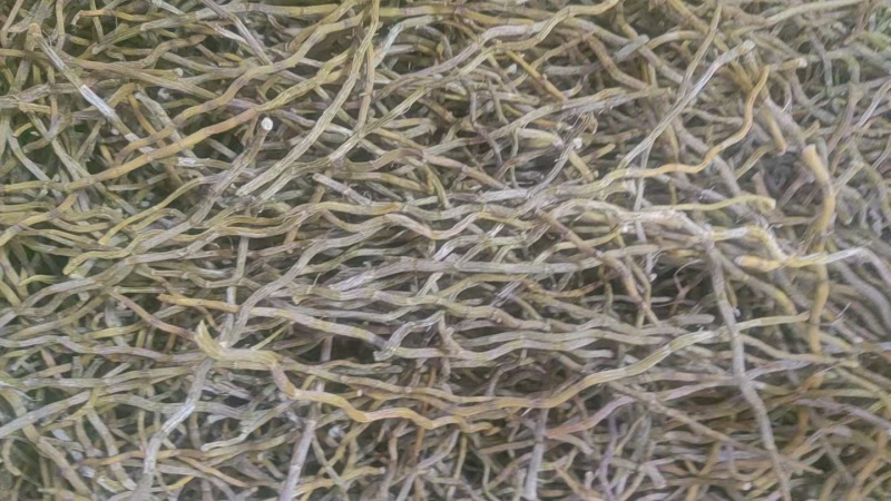 铁皮石斛粗条大量供货价格优惠调整来电