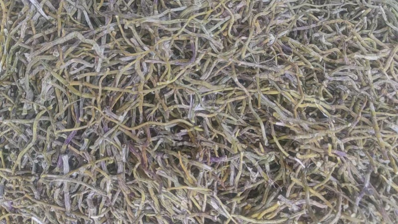 铁皮石斛粗条大量供货价格优惠调整来电