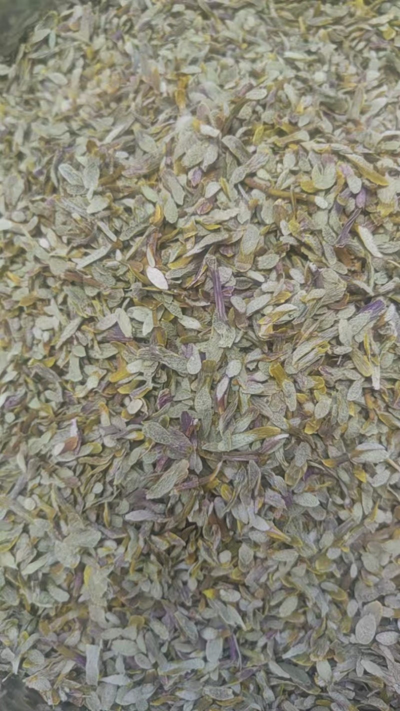 铁皮石斛粗条大量供货价格优惠调整来电