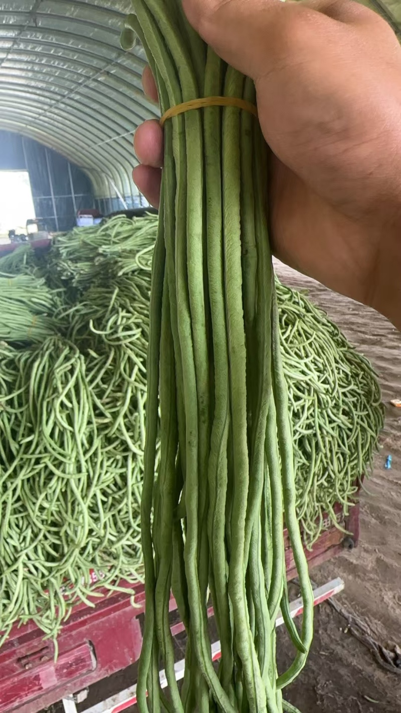 加工厂豆角对接全国市场商超社区团购品质保证来电