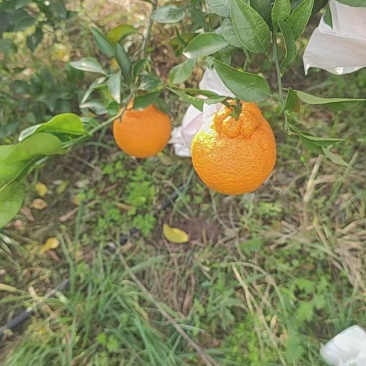 四川不知火丑橘产地一手货源自家种植大量上市欢迎实地考察