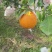 四川不知火丑橘产地一手货源自家种植大量上市欢迎实地考察