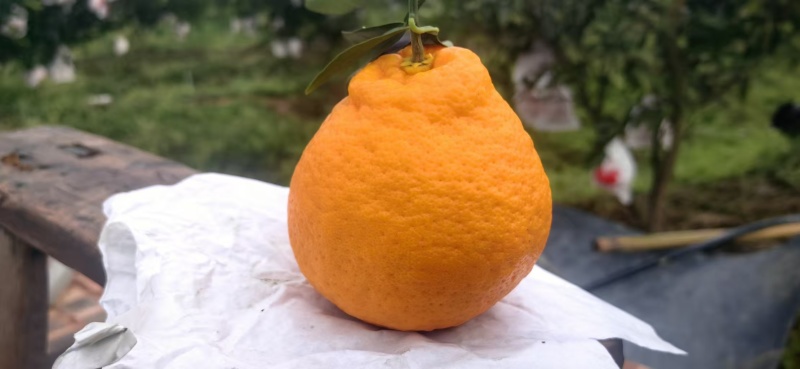 四川南充耙耙柑产地直供大量有货，保质保量对接全国