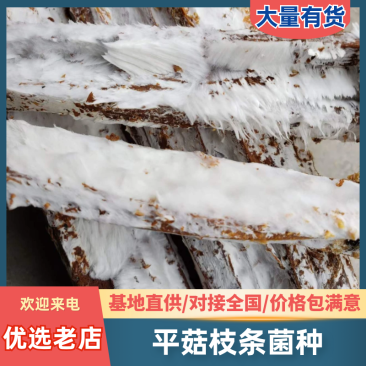 平菇枝条菌种厂家直销平菇菌种提供一条龙服务技术指导