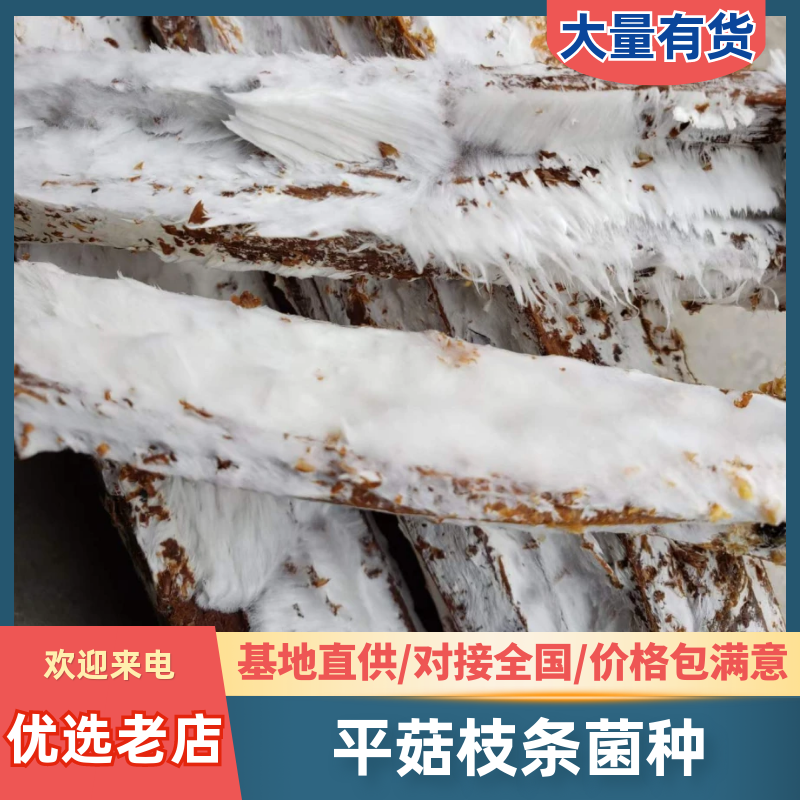 平菇枝条菌种厂家直销平菇菌种提供一条龙服务技术指导