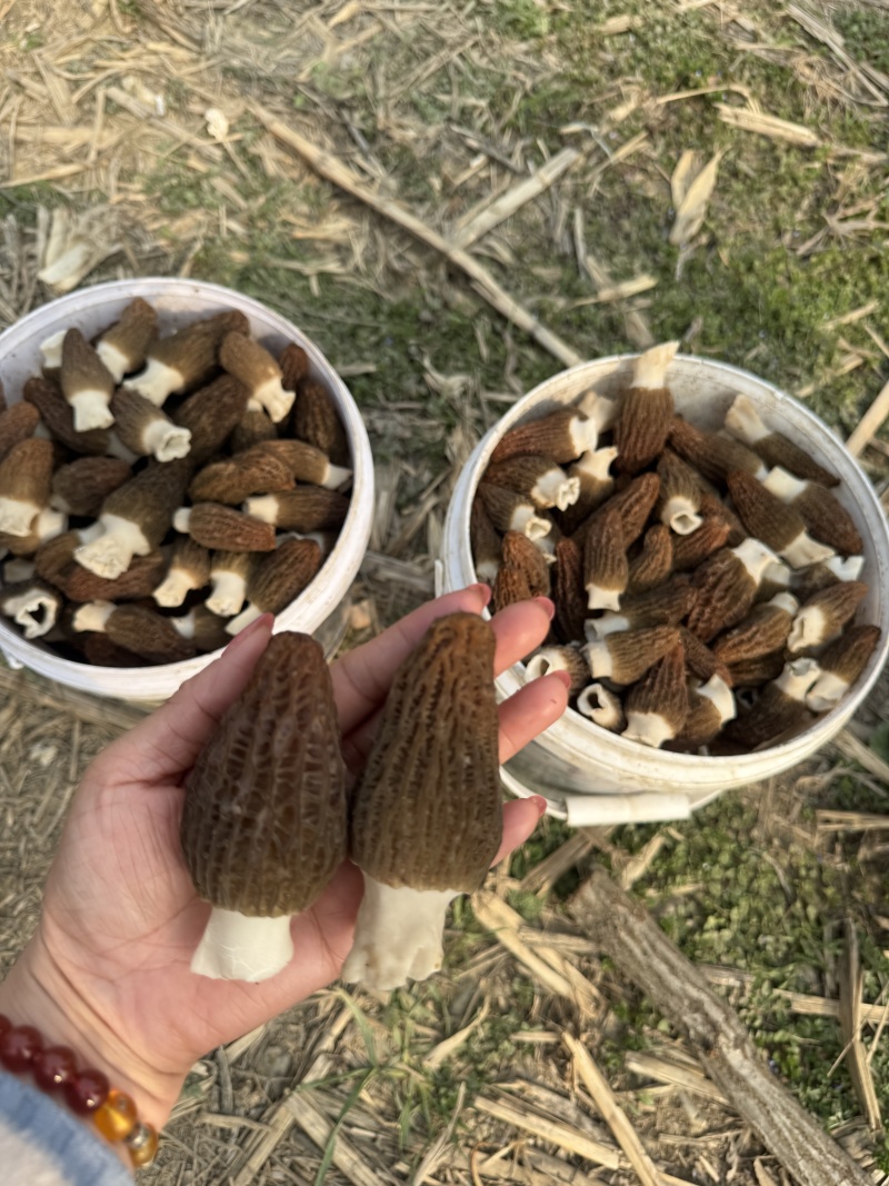 高山羊肚菌，质量保障，货美价优，欢迎咨询