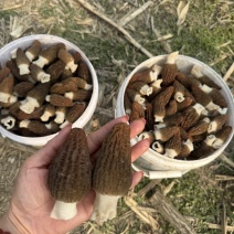 湖北襄阳南漳高山羊肚菌对接全国批发老板欢迎联系