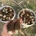 湖北襄阳南漳高山羊肚菌对接全国批发老板欢迎联系