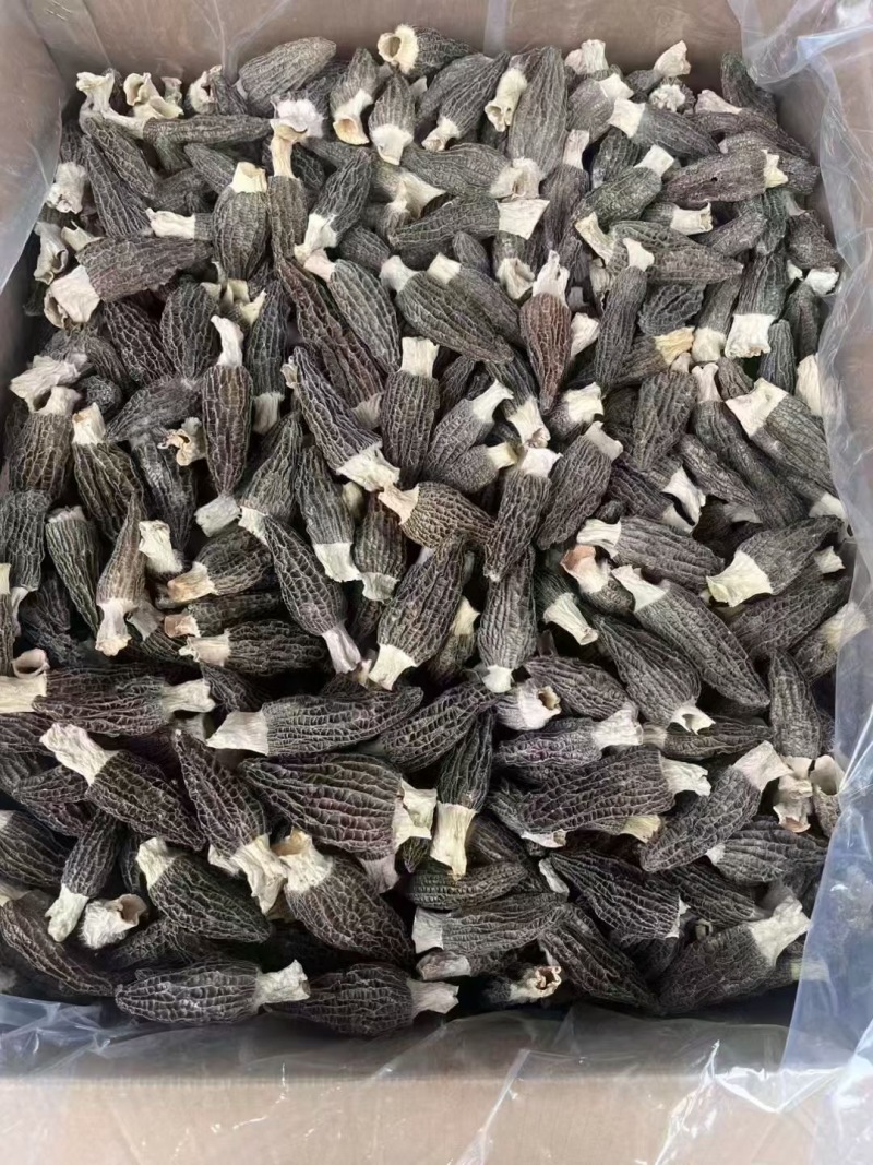 湖北襄阳南漳高山羊肚菌对接全国批发老板欢迎联系