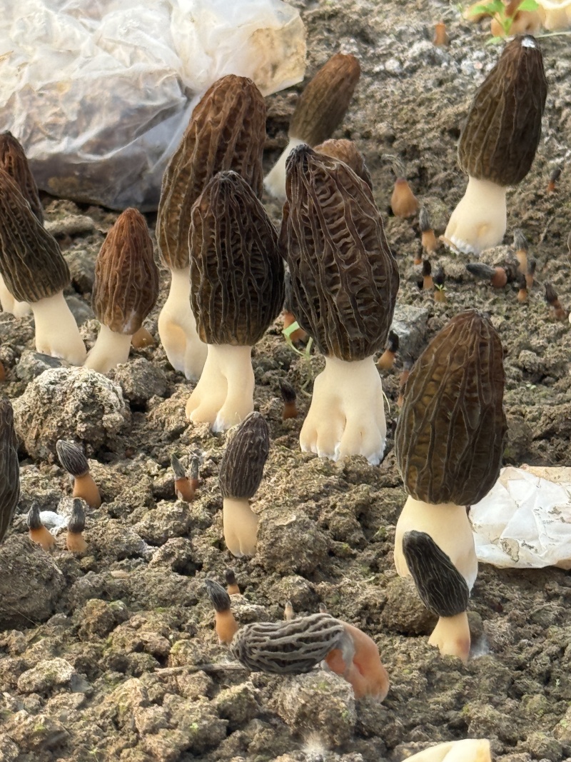 湖北襄阳南漳高山羊肚菌对接全国批发老板欢迎联系