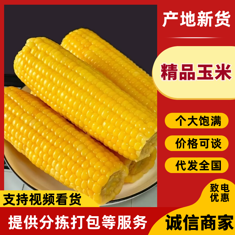 玉米价格美丽服务周到产地直发一手货源欢迎联系沟通