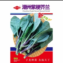 潮州紫梗芥兰种子高产红脚芥蓝种子红菜苔红菜心种子