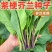 潮州紫梗芥兰种子高产红脚芥蓝种子红菜苔红菜心种子