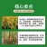 噻呋酰胺杀菌剂水稻纹枯病稻曲病白绢病叶斑病农用农药