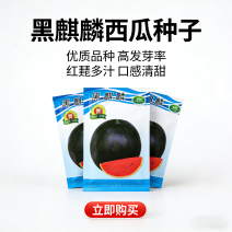 黑麒麟黑皮西瓜种子抗病耐热耐湿黑皮红肉黑美人西瓜种子